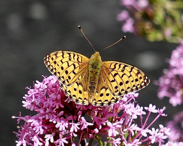 dark green fritillary